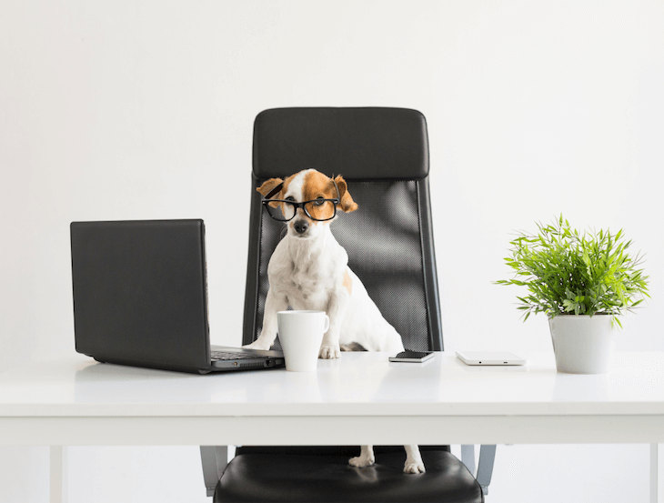 bring your dog to work etiquette when sharing workspace